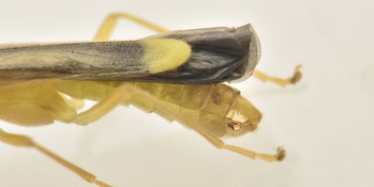 Cantharidae:  Malthinus flaveolus m & f ? S